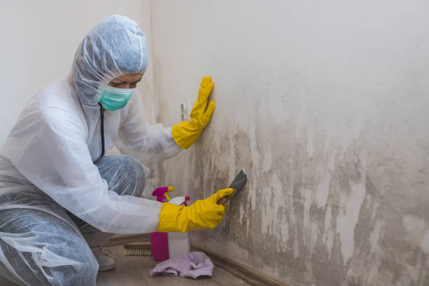 Best Attic Mold Remediation in Stonebridge, NJ