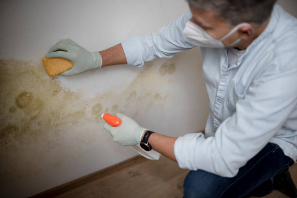 Best Preventive Mold Services in Stonebridge, NJ