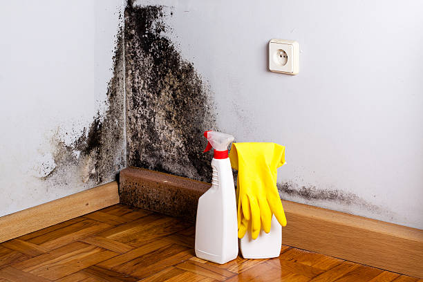 Best Basement Mold Remediation in Stonebridge, NJ