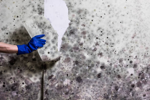Best Bathroom Mold Remediation in Stonebridge, NJ