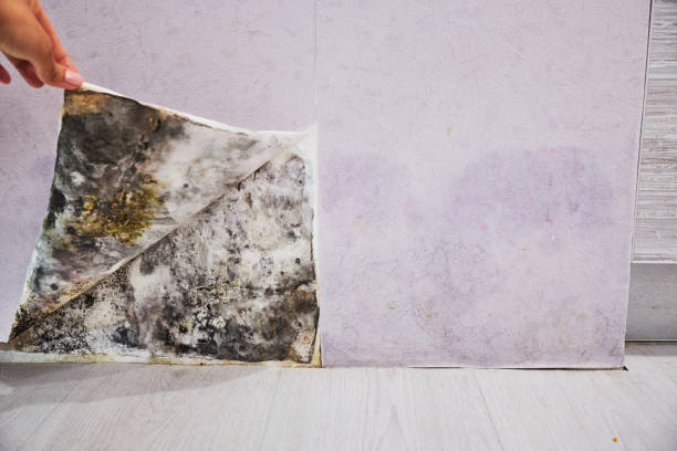 Best Residential Mold Remediation in Stonebridge, NJ